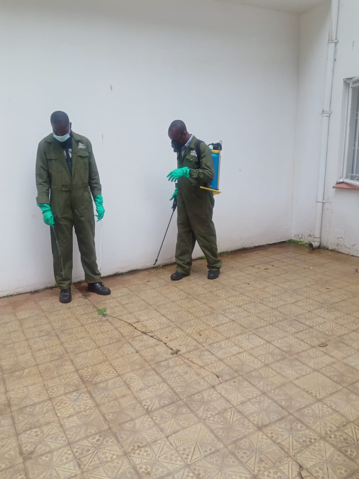 Pest control /Fumigation against Fleas by Vermkil Consultants 