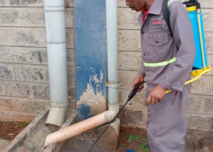 Cockroach Control at Vermkil Consultants Ltd